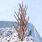 Rusty Gorgonian Sea Fan